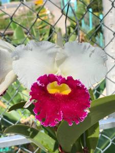 Cattleya Chyong Guu Swan