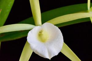 Procatavola Key Lime Stars