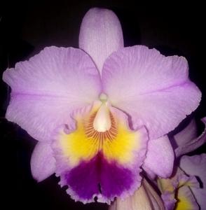 Rhyncholaeliocattleya Pamela Finney