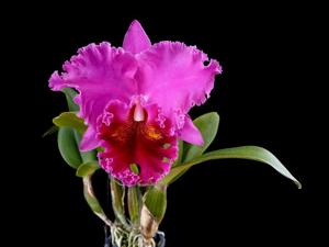 Rhyncholaeliocattleya Lucky Strike