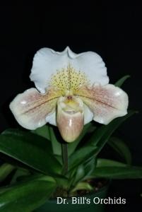 Paphiopedilum Freckles