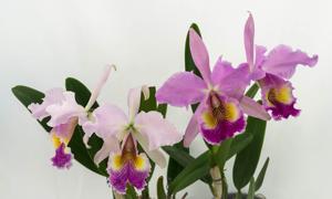 Cattleya Fabia