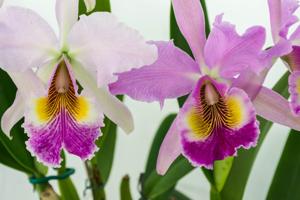 Cattleya Lord Rothschild