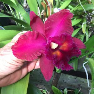 Rhyncholaeliocattleya Owen Holmes