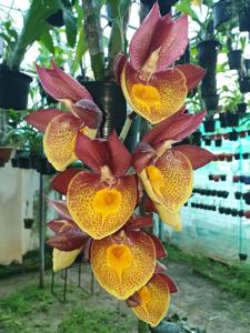 Catasetum Jessie Ang