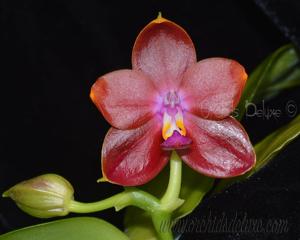 Phalaenopsis Zheng Min Bunun