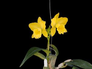 Rhyncattleanthe Shinfong Little Love