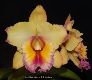 Rhyncholaeliocattleya Volcano Classic