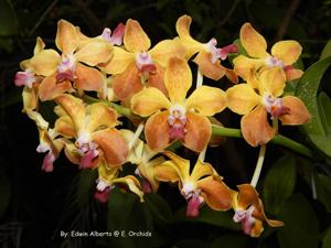 Vanda M. V. Tannins