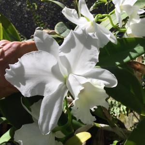 Cattleya Hawaiian Wedding Song