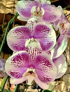 Phalaenopsis Ben Yu Shining Star