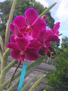 <i>Papilionanda</i> Hilo Monarch