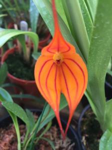 Masdevallia Ernie Freail