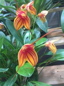 Masdevallia Gold Pinch