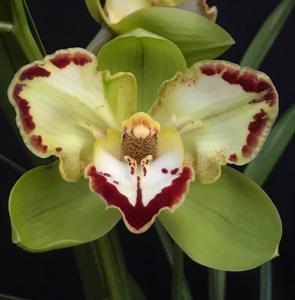 Cymbidium Vidar