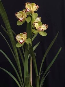 Cymbidium Vidar