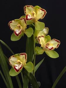 Cymbidium Vidar