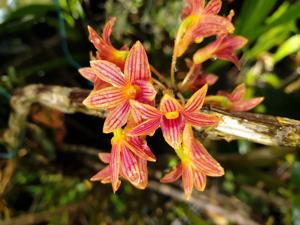 Dendrobium Justin Lau