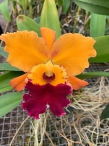 Cattleya Chine