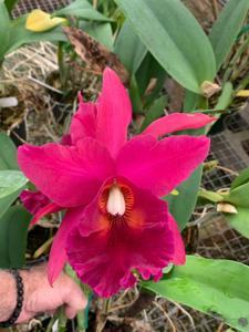 Rhyncholaeliocattleya Whisky River