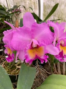 Rhyncholaeliocattleya Donna Kimura