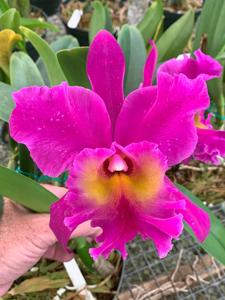 Rhyncholaeliocattleya Bryce Canyon