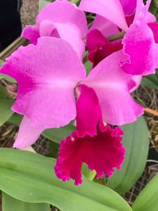 Cattleya Fall Drama