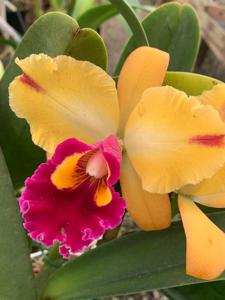 Cattleya Lou Gilmore