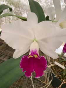 Cattleya Zuiho