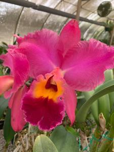 Rhyncholaeliocattleya Brunswick Gem