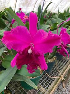 Rhyncholaeliocattleya Yonges Island