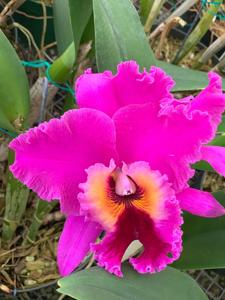 Rhyncholaeliocattleya Raye Holmes