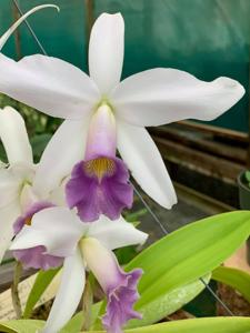 Laeliocattleya Amoena