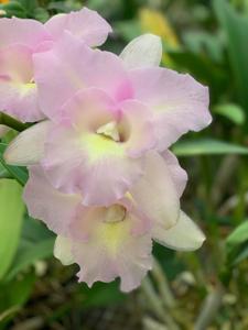 Rhyncholaeliocattleya Chancemaker