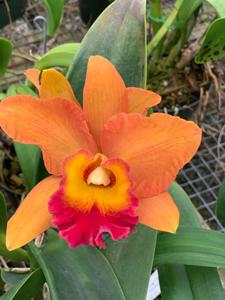 Rhyncholaeliocattleya Fortune Teller