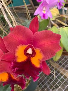 Rhyncholaeliocattleya Sadie Slice