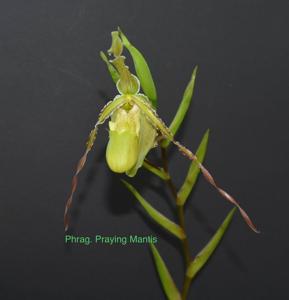 Phragmipedium Praying Mantis