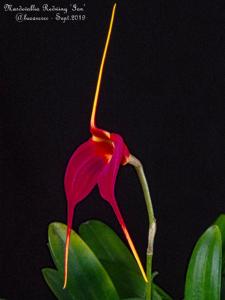 Masdevallia Redwing