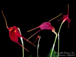 Masdevallia Redwing