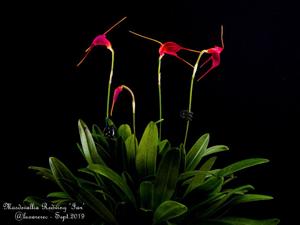 Masdevallia Redwing