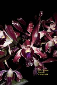 Dendrobium Tengger Beauty