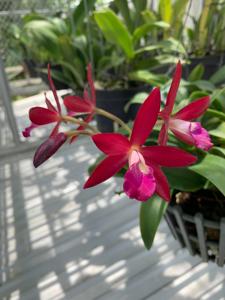 Brassocatanthe Jairak Fire Star