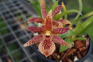 Propetalum Kiwi Leopard