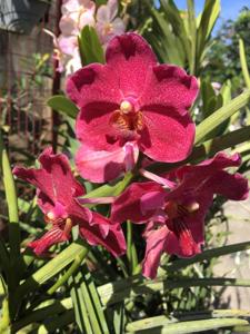 Papilionanda Hilo Jewel