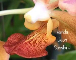 Papilionanda Udorn Sunshine