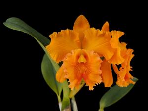 Rhyncholaeliocattleya Spanish Eyes