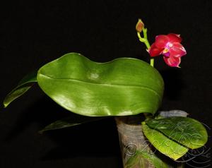 Phalaenopsis Yungho Little Baby