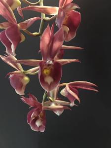 Catasetum Sweet Spice