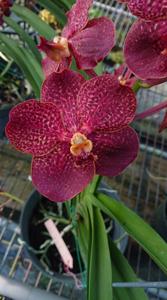 Vanda Goodwin's Beautiful Burgundy