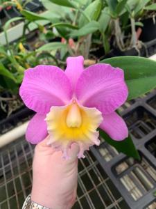 Rhyncholaeliocattleya Elle Mori